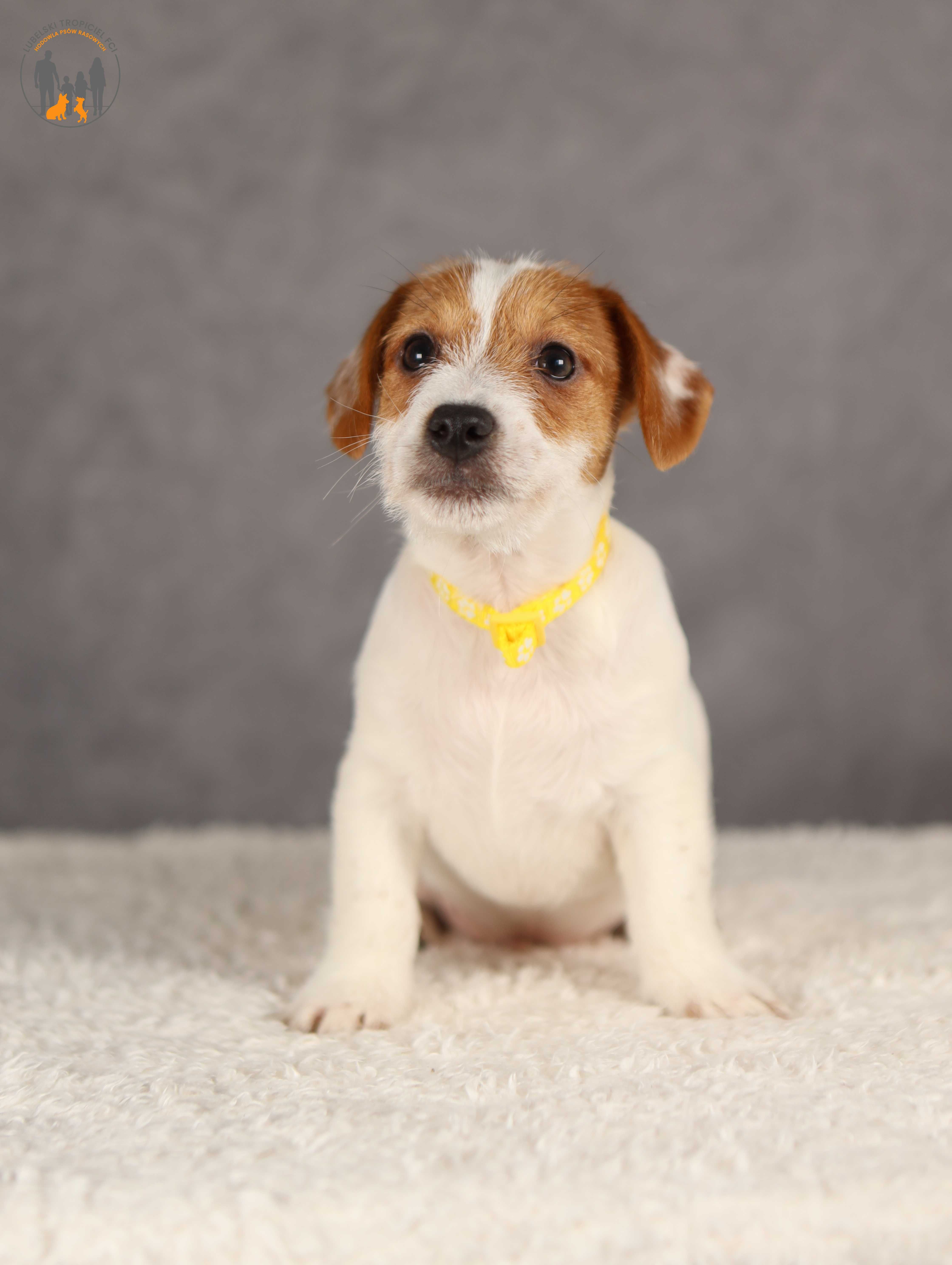 Jack Russell Terrier ZKwP FCI piesek