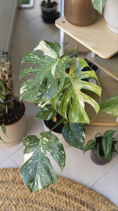Monstera Variegata Thai Constellation - Planta interior