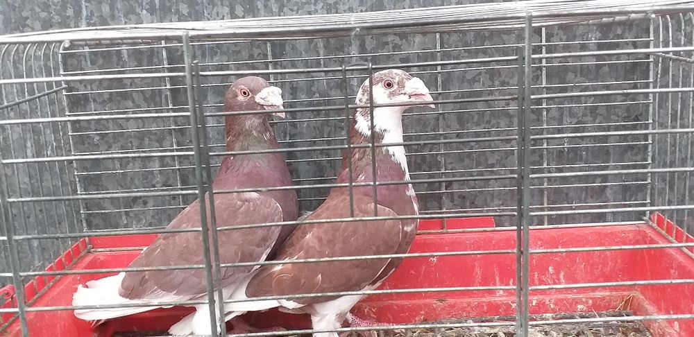 Gołębie staropolskie