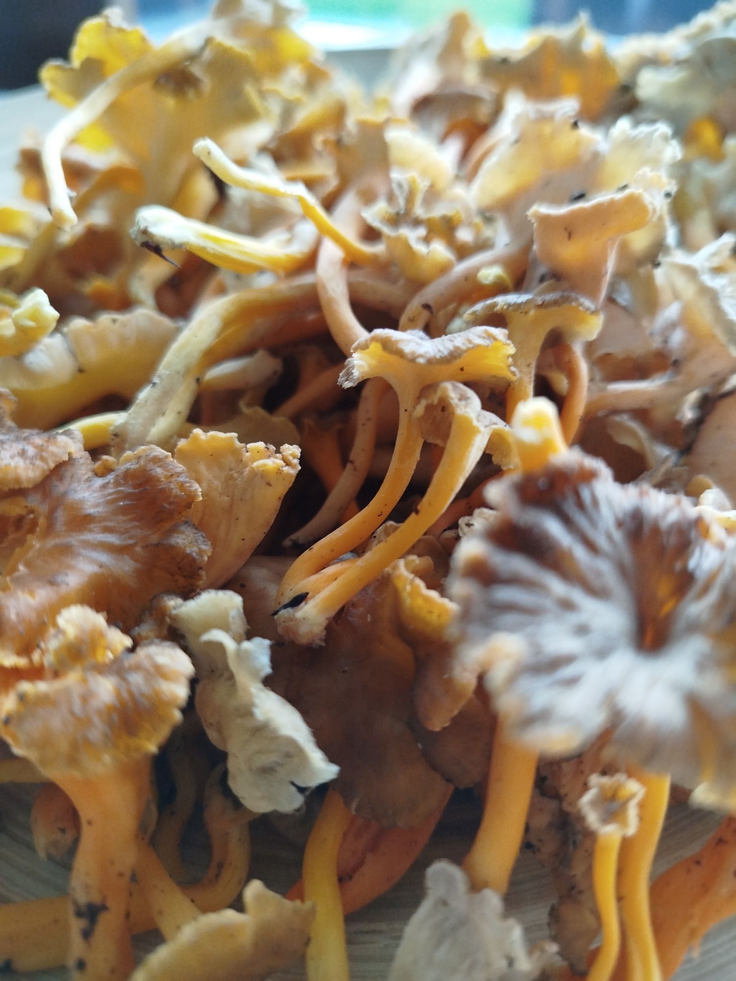 Cogumelos silvestres