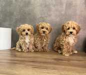 Maltipoo f1 Wyjatkowej urody z Rodowodem