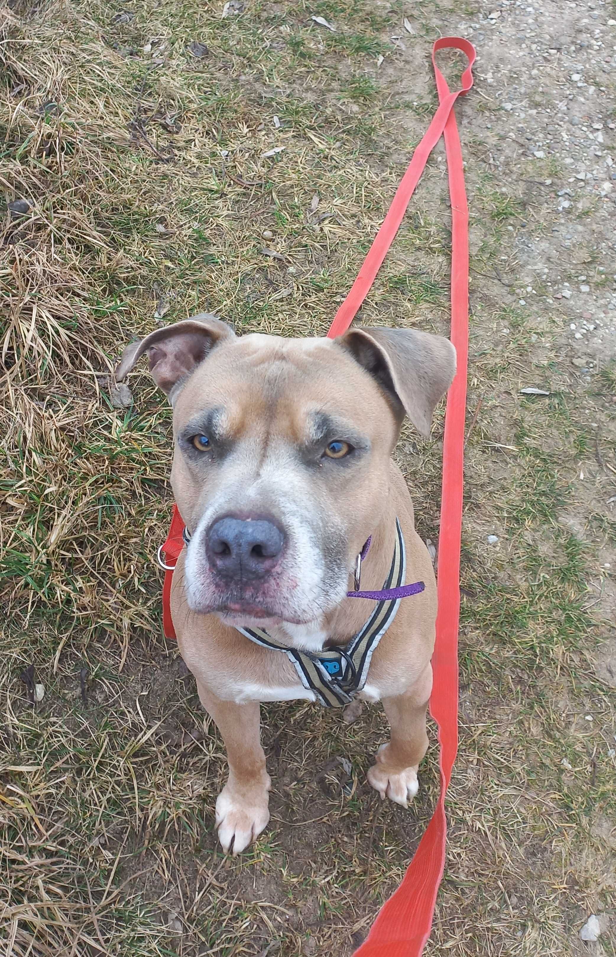 Dingo - amstaff szuka nowego domku