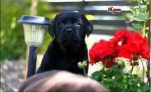 Labrador Retriever zapowiedź czarnego miotu