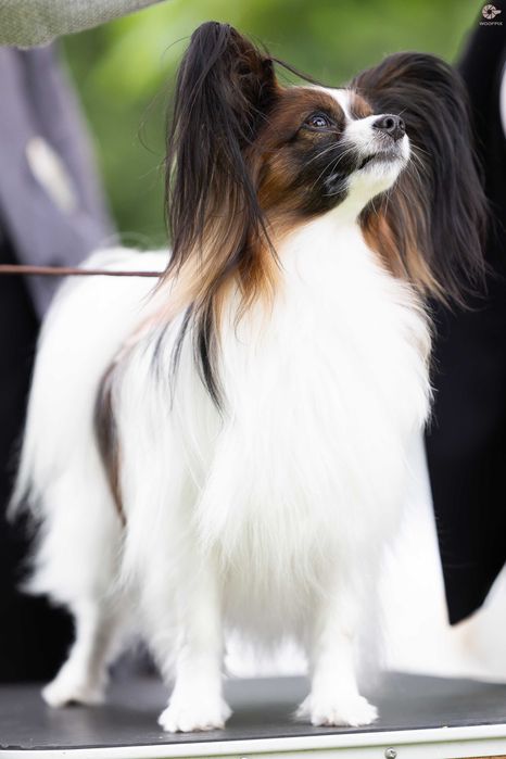 Spaniel Kontynentalny Miniaturowy Papillon ZKwP/ FCI
