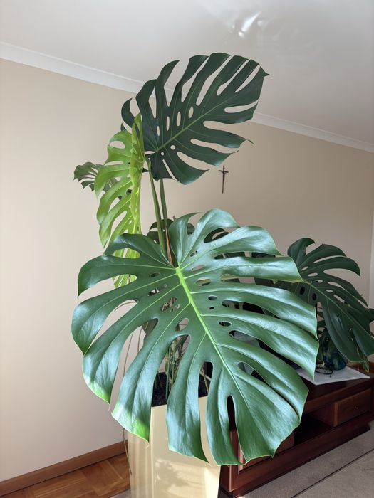 Monstera klasyczna deliciosa duza