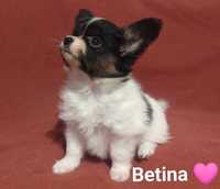 Papillon SUNIA ZKwP po Championie Spaniel Kontynentalny Miniaturowy