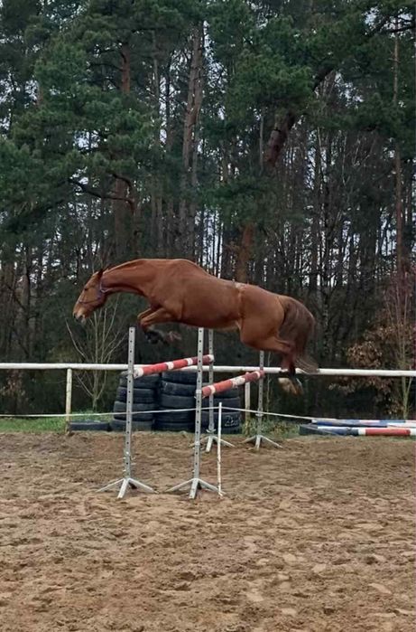 Wałach  kasztanowaty SF