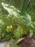 Plantas phisalis