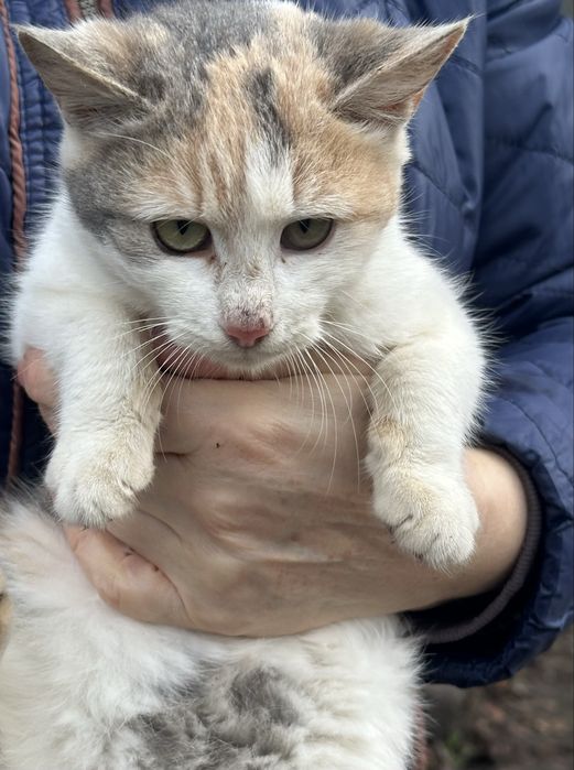 Трьохкольорова молода кішечка шукає дім