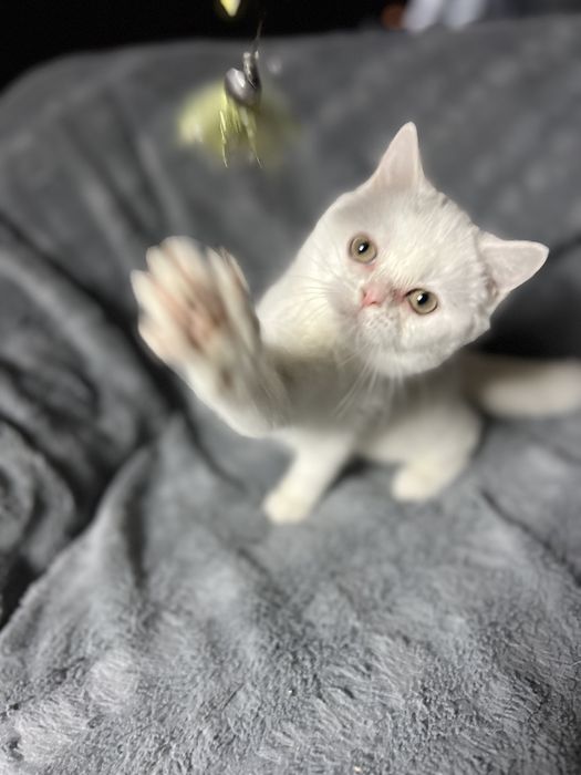 Kocur Kocurek Brytyjski