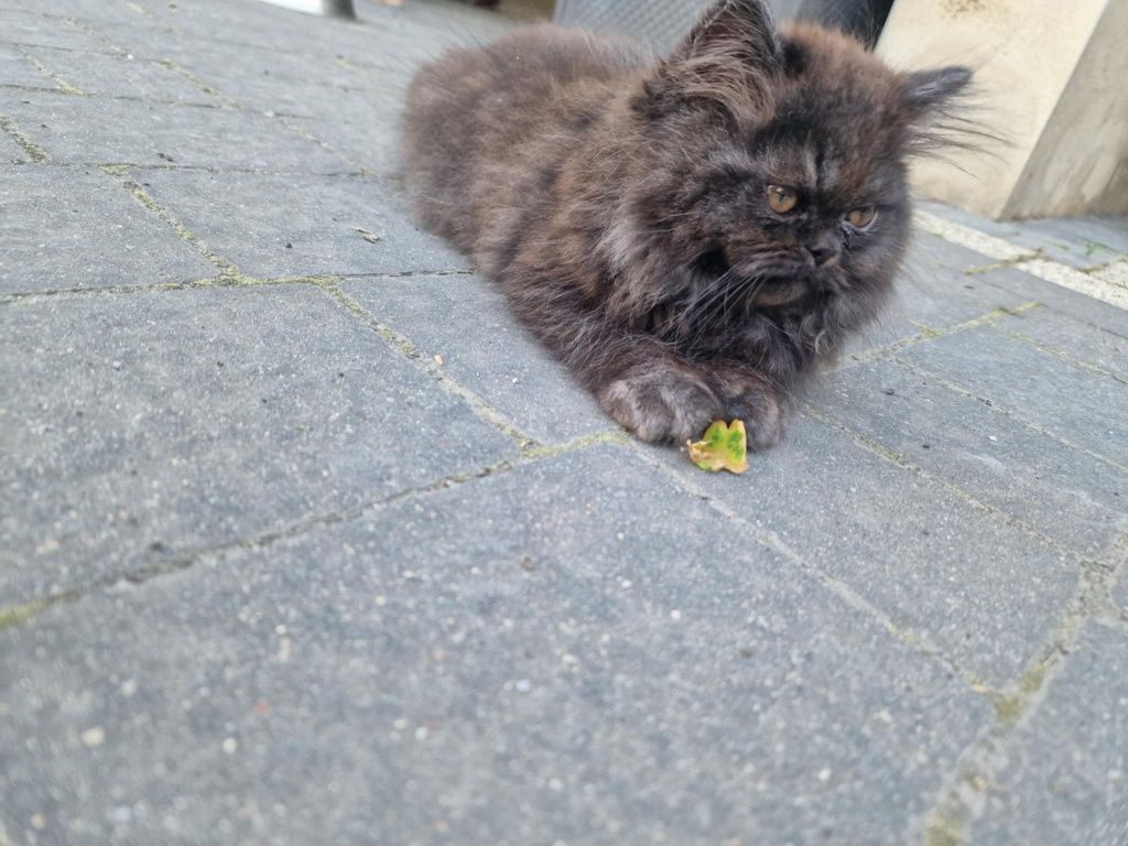 Kotek koteczek perski