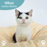 Mały, czarno biały kocurek do adopcji! Nikoś szuka domu