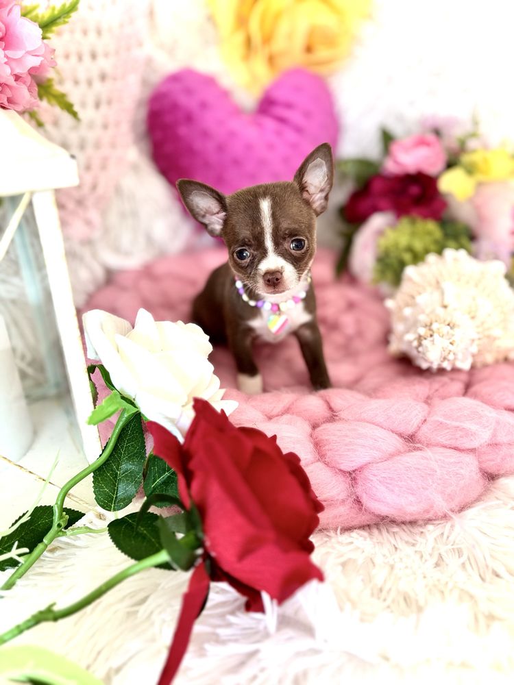 Śliczna czekoladowa malutka suczka chihuahua