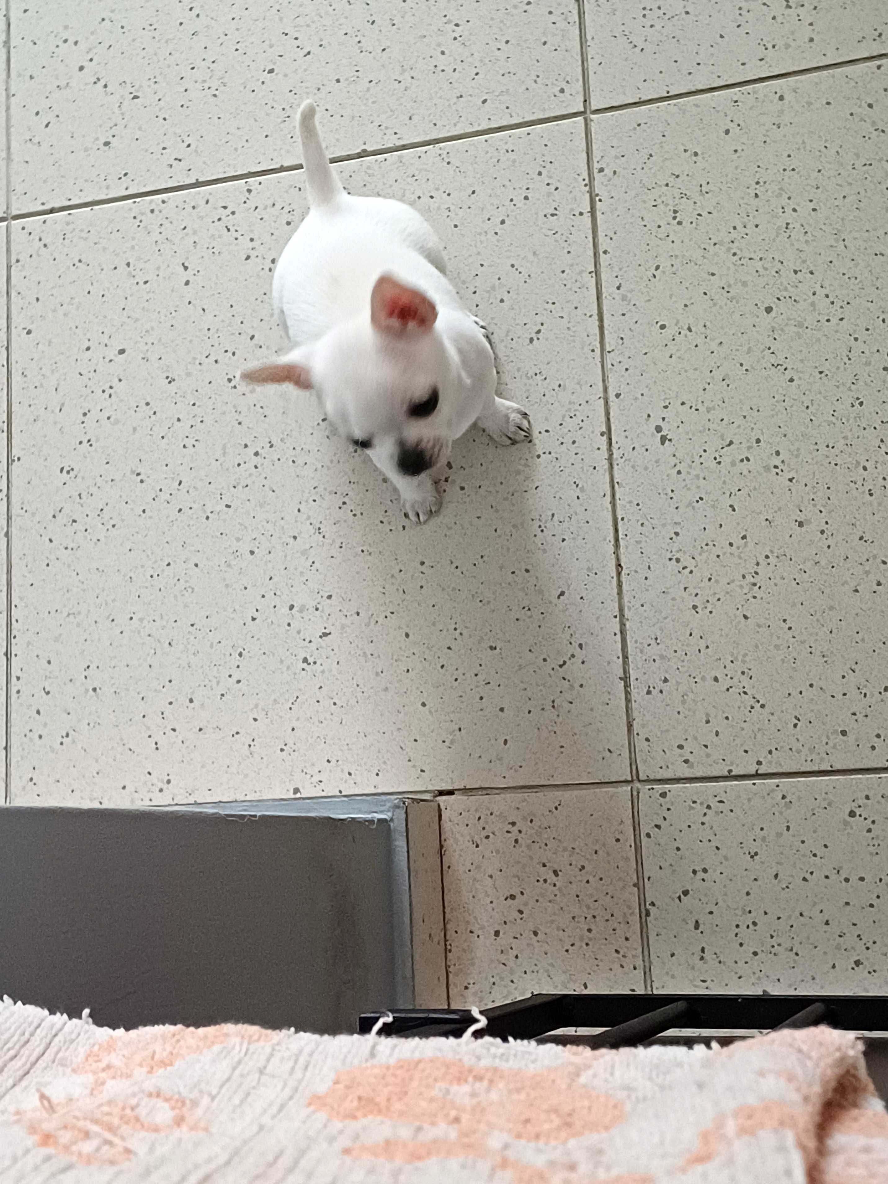 Przepiękna  Mini Biała Dziewczynka JUŻ DO ODBIORU