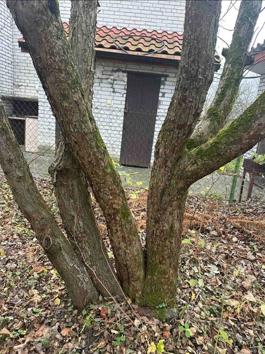 Дрова безкоштовно