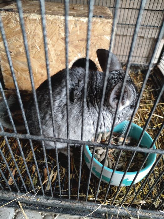 Szynszyl młody płeć nieznana