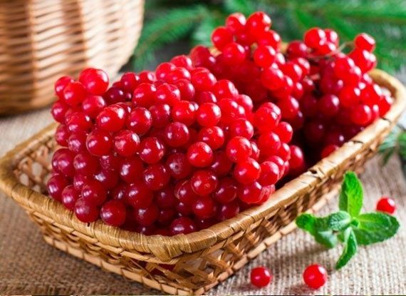Калина домашня 50грн/пучок