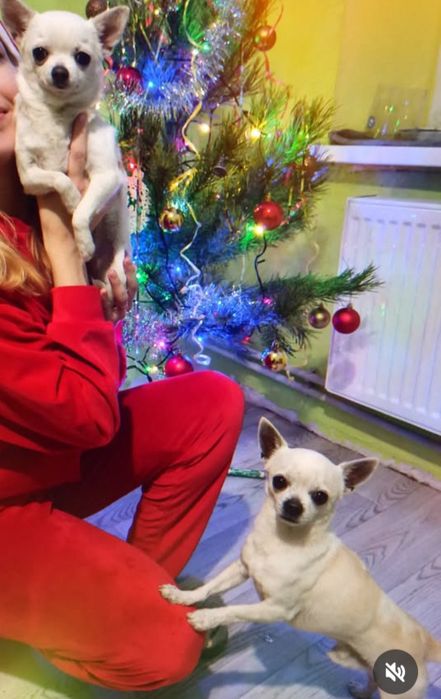 В добрі ручки пара чихуахуа (тільки разом!)