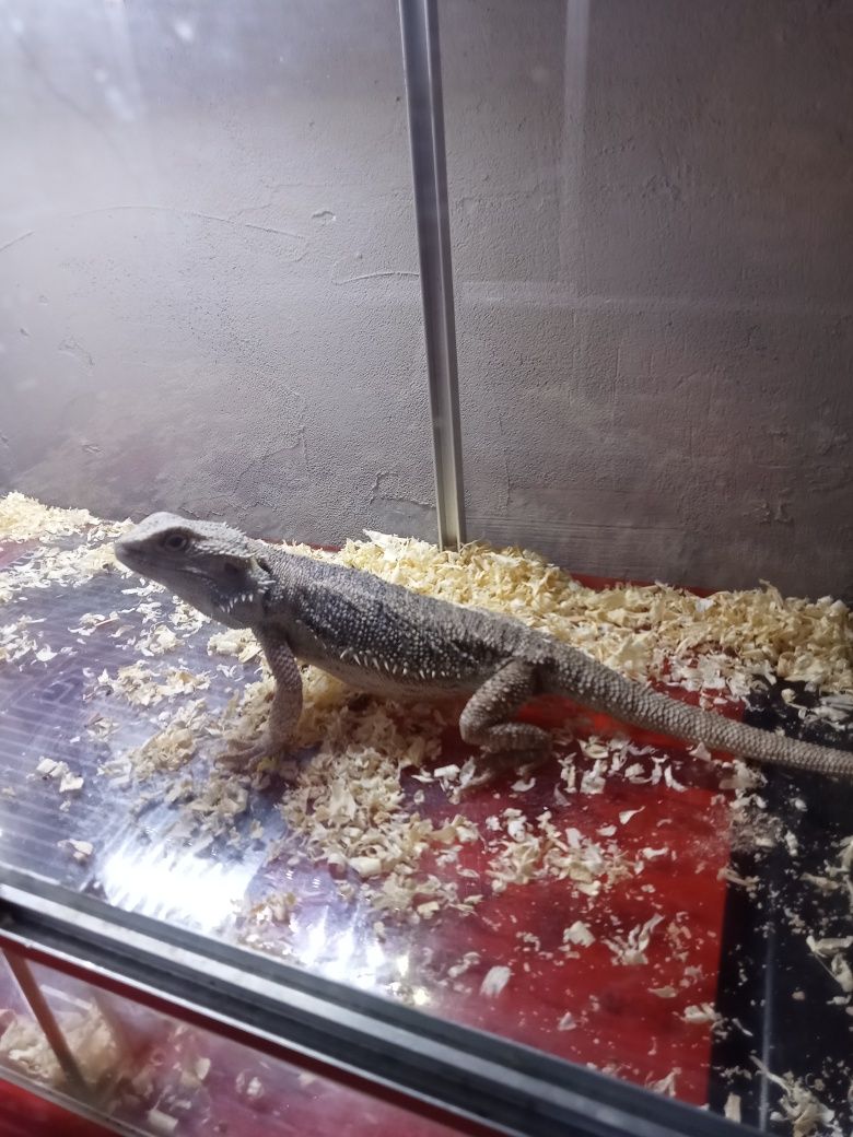 Agama brodata samiczka