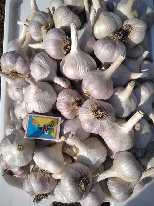 Часник,  створки  фасолі, стулки квасолі