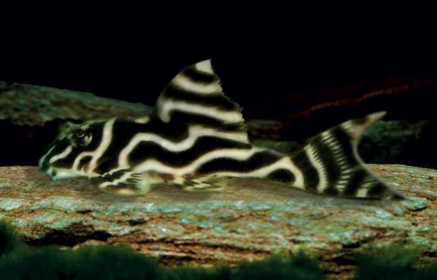 Zbrojnik Hypancistrus L173