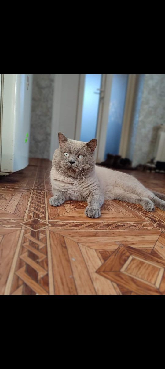 Терміново! Шотландські кошенята. Ціна договірна