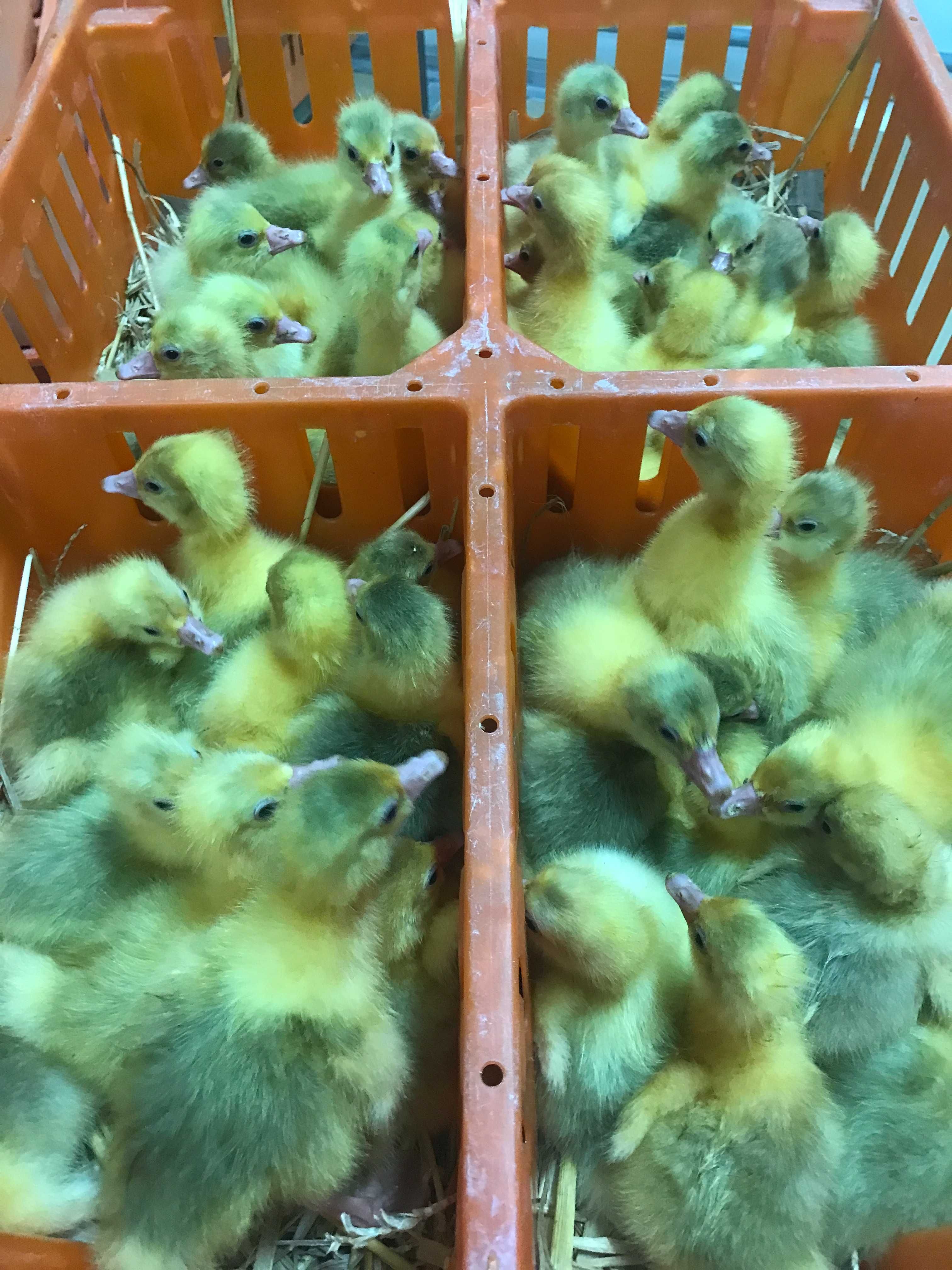 Kurczaki pisklęta nioski, Leghorn, Greenshell, Sussex, Rosa, Araukany