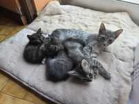 Gatinhos para doação