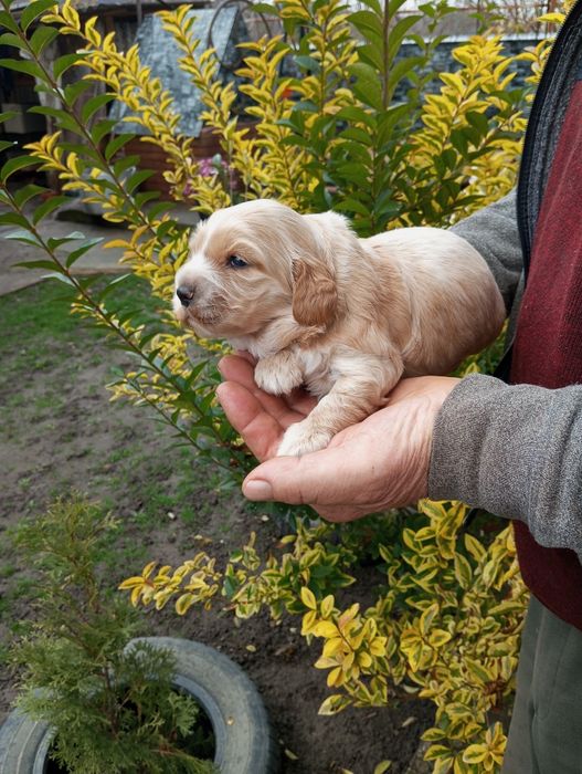 Англійський кокер Спаніель