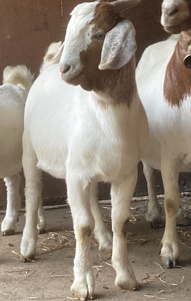 Cabrito Boer puro