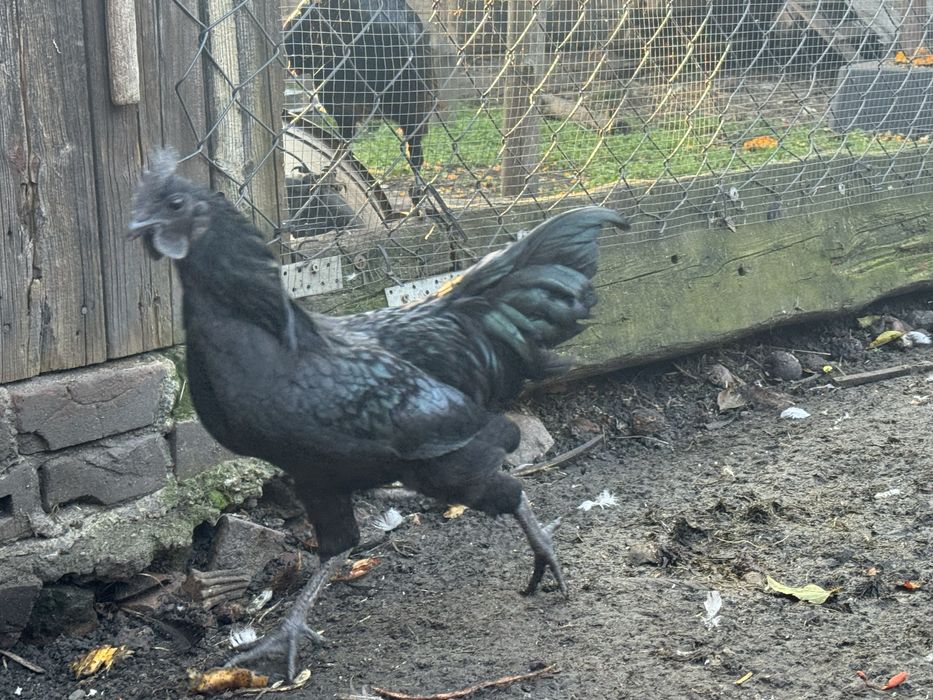 Koguty i kury AYAM CEMANI