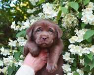 Labrador- czekoladowa suczka