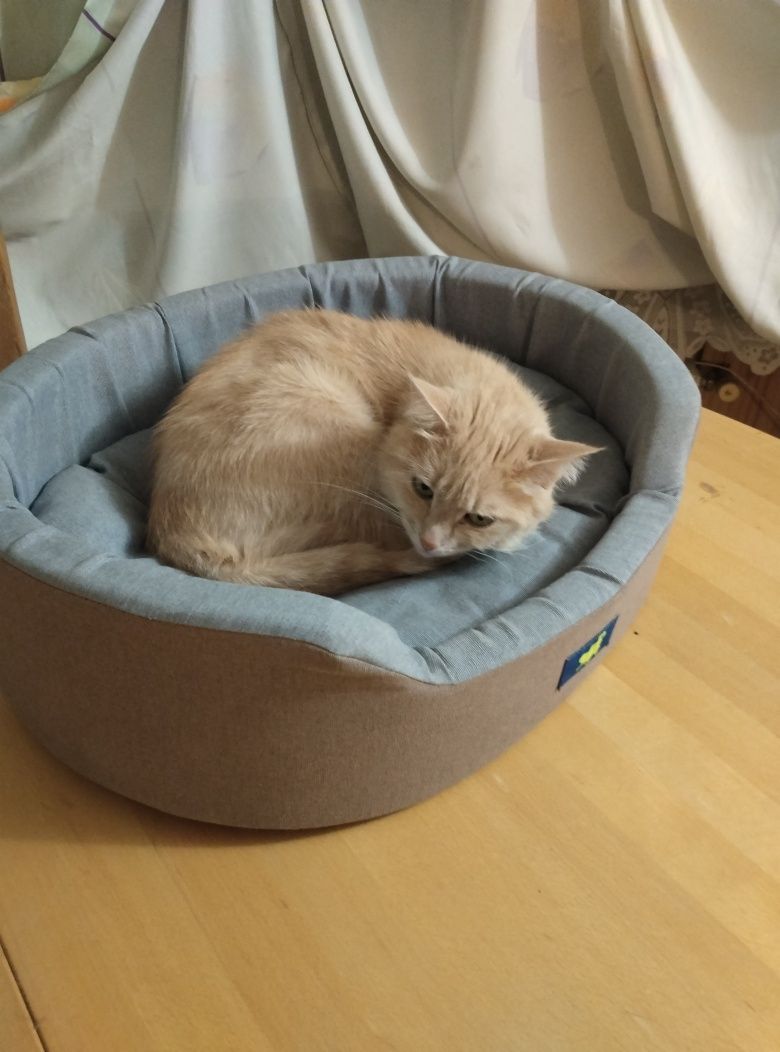 Перетримка котиків, невеликих собачок