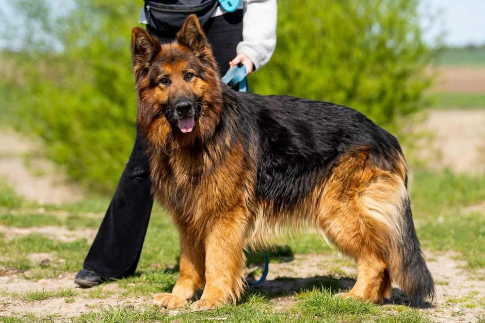 Sproket, ułożony owczarek niemiecki długowłosy, z hodowli