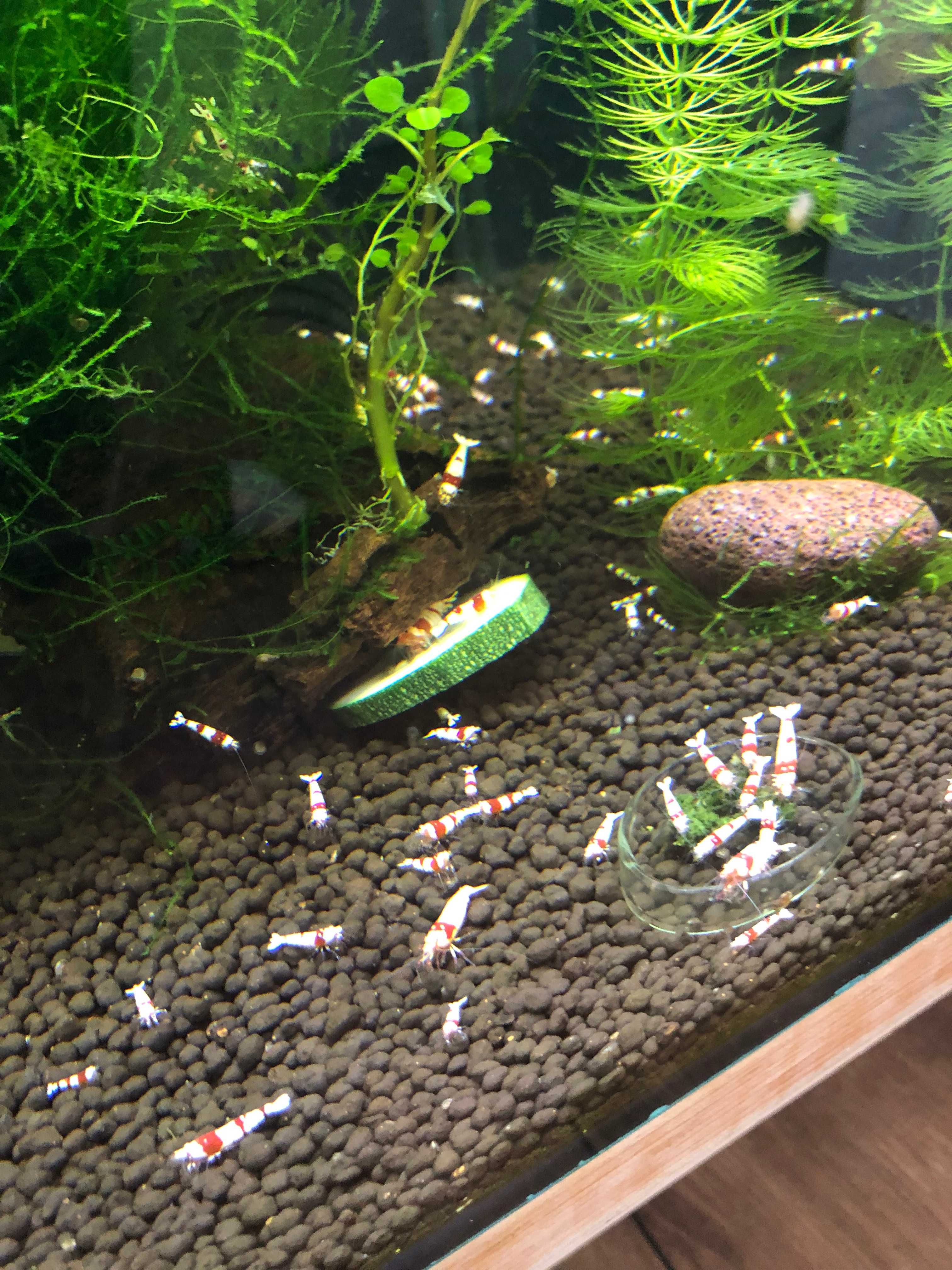 Stabilne krewetkarium