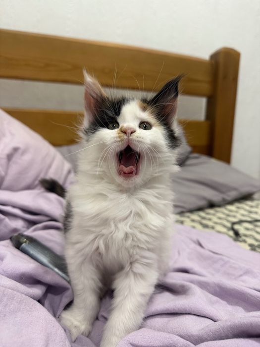 Котята породы Мейн-кун