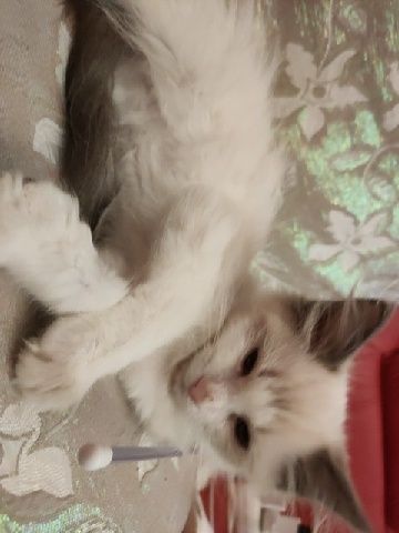 Ragdoll gotowe do odbioru