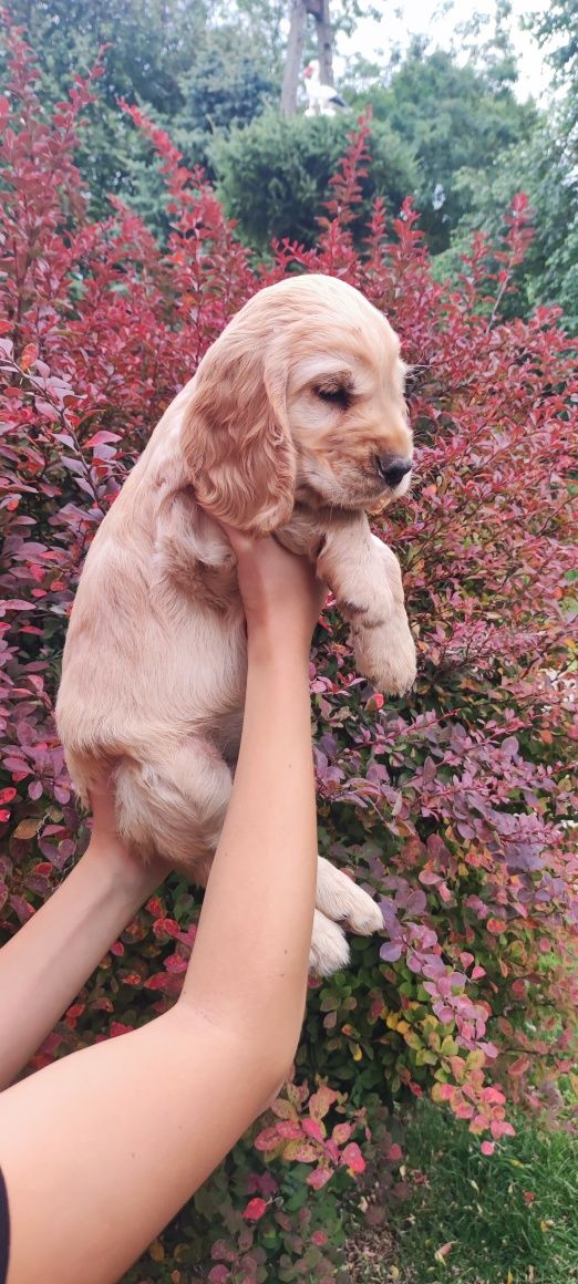 Cocker Spaniel Angielski