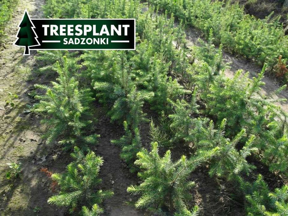 OPOLE Sadzonki Świerk Serbski Omorica 2/1 / jodła kaukaska srebrny