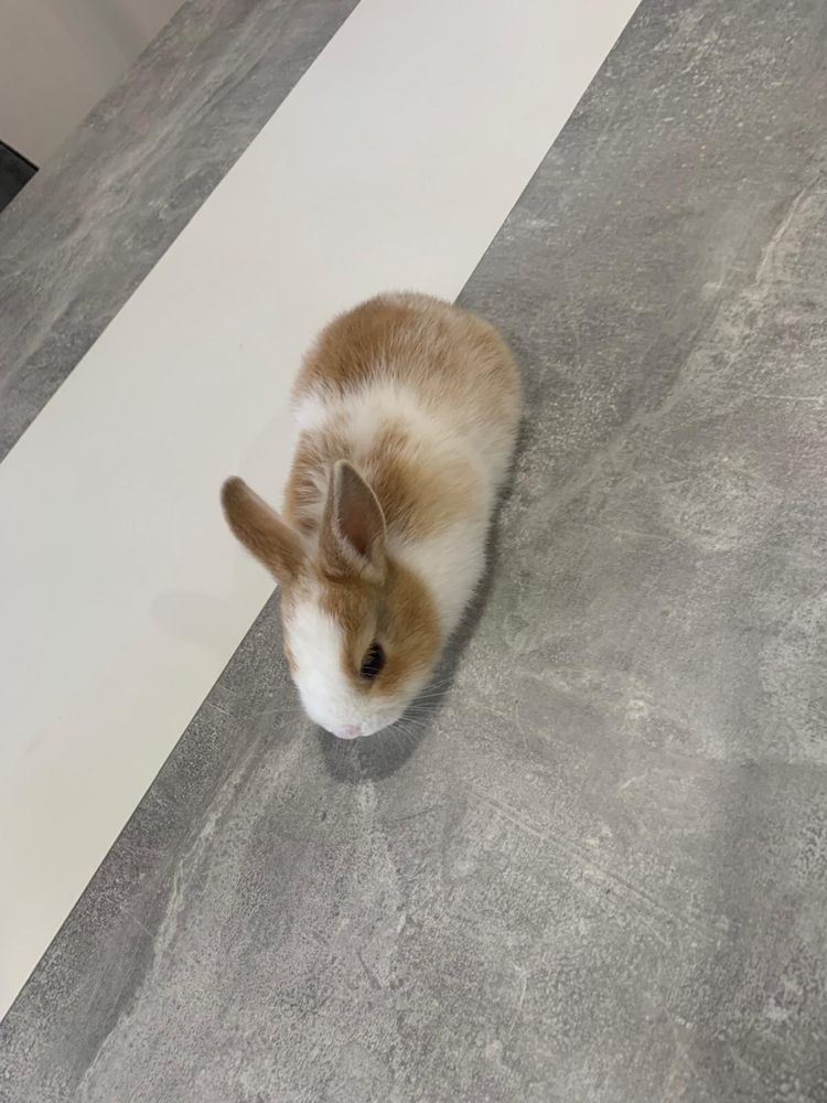 Vendo Coelhos anões