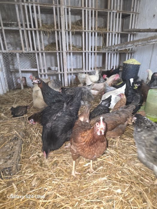 Kury nioski i gren shell