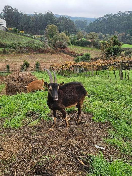 Cabra grande de cornos