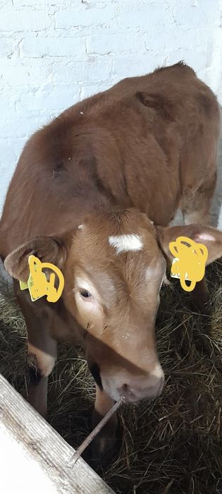 Cieliczka typowo mięsna LM