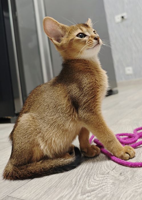 Продам абиссинских котят