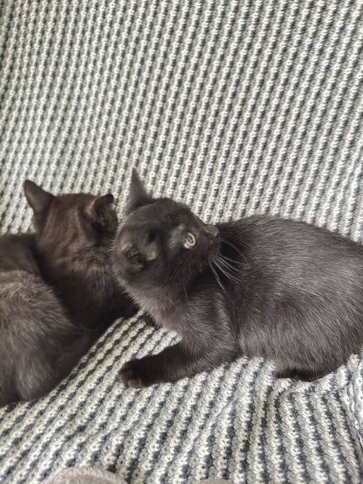 Породисті милі кошенята