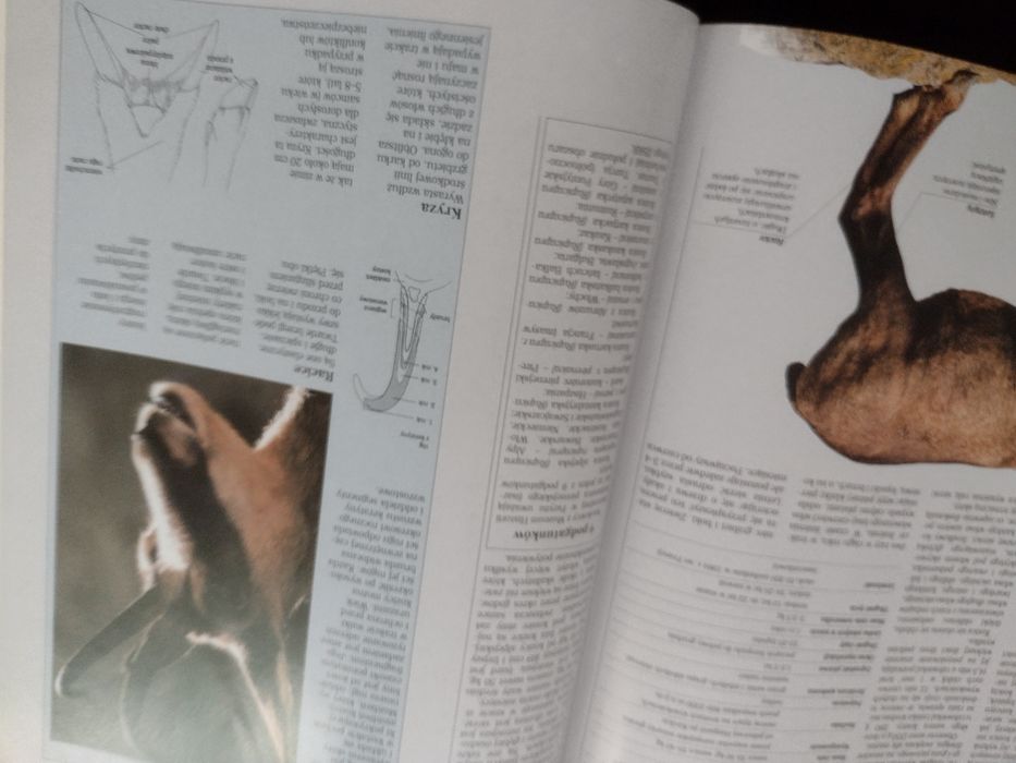 Encyklopedia dzikich zwierząt Góry