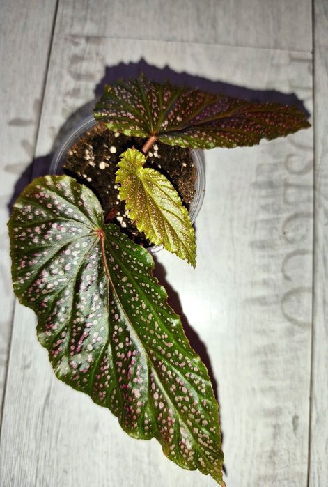 Бегонии Кейн бегония макулата spotlight green Form