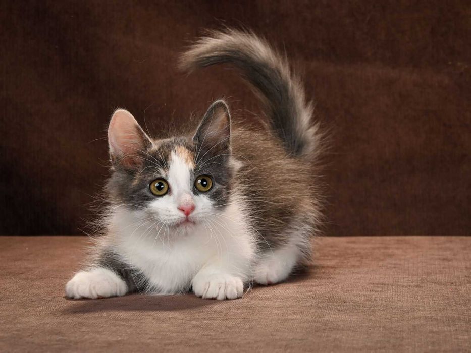 Манчкин девочки Ейфория и Еврика