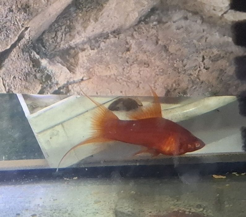 Młody welonowy samiec mieczyka albino