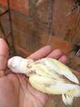 Agapornis roseicolis